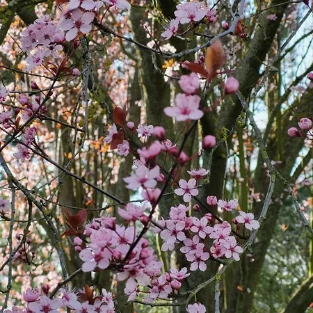 Lanckensburg Fewo2 - Sylvia * アルテンキルヒェン